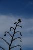 Filename=091217365_1280.jpg
Filesize=135KiB
Dimensions=859x1280
Date added=%076 %18, %2009 091217365_1280.jpg